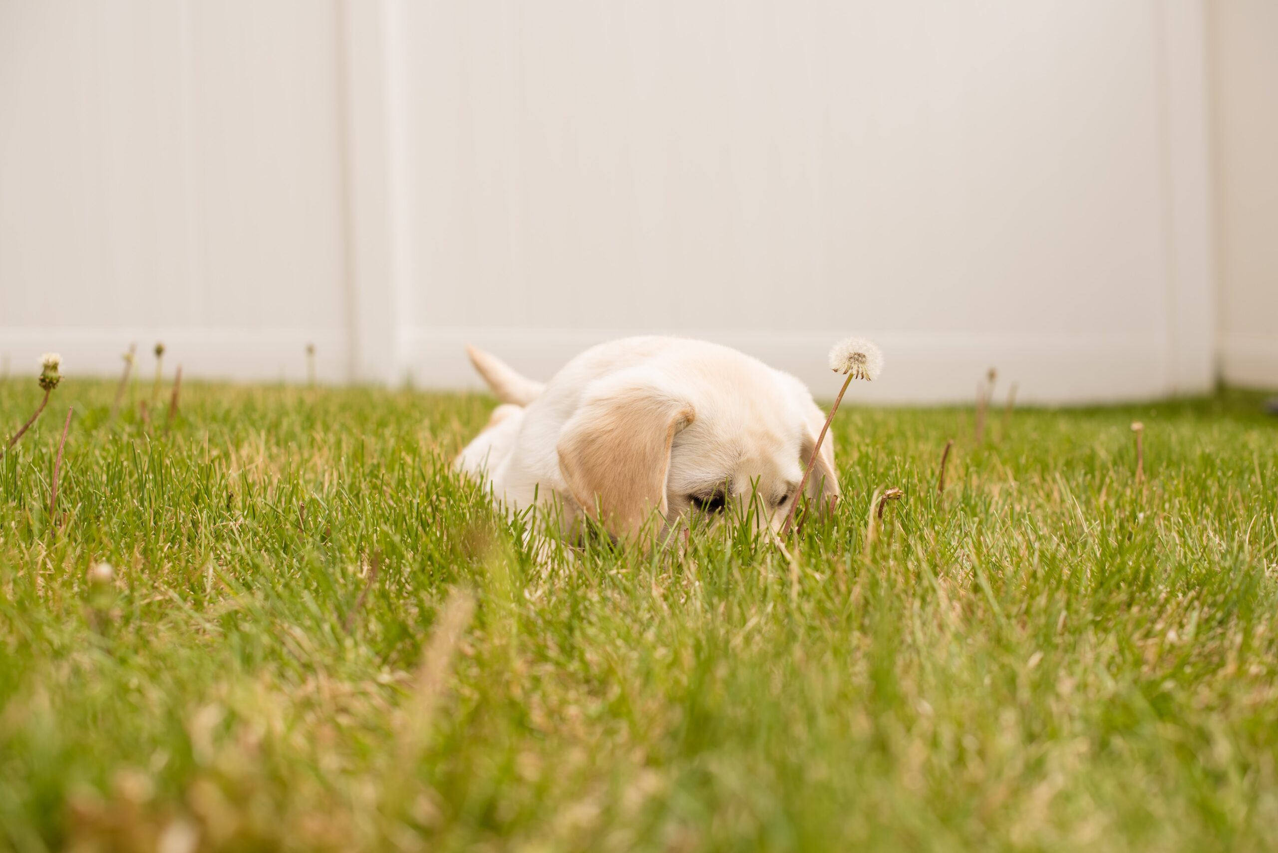 how-to-stop-your-puppy-from-eating-poop-cloudtalkradio